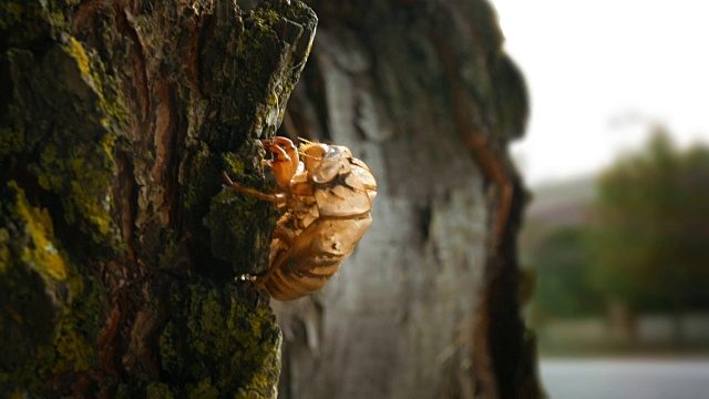 一只蝉壳栖息在郊区的一棵树上视频素材