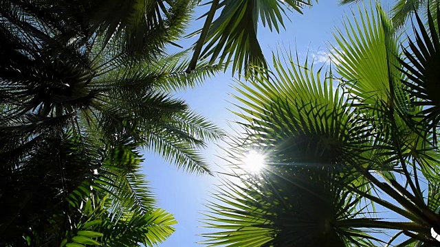 热带树叶被阳光照射，自然背景视频下载