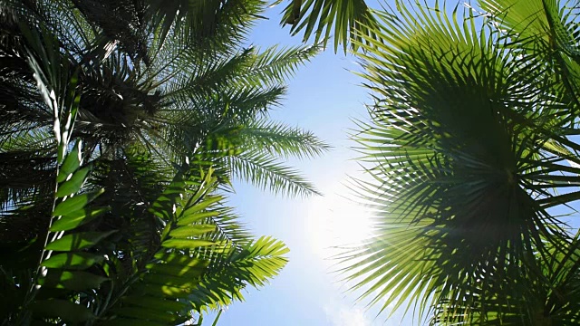 热带树叶在阳光明媚的日子，自然的背景视频下载