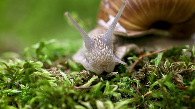 螺旋鲳，罗马蜗牛，勃艮第蜗牛视频素材
