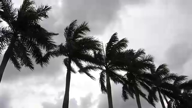 暴风中的棕榈树视频下载