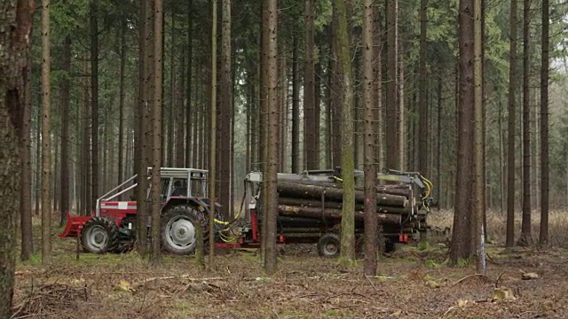 特写:有雾的早晨，森林工人正在把原木运到最近的路上视频素材
