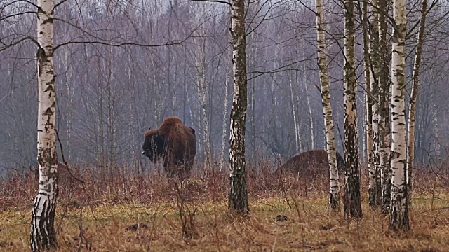 森林里的野牛。欧洲野牛(欧洲野牛)。它是与美洲野牛并列的两个物种之一。视频素材
