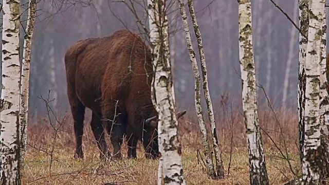 森林里的野牛。欧洲野牛(欧洲野牛)。它是与美洲野牛并列的两个物种之一。视频素材