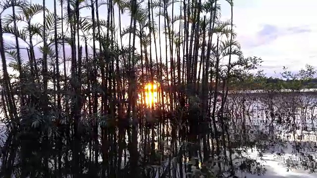 Cuyabeno野生动物保护区的日落，经过一些树。视频下载