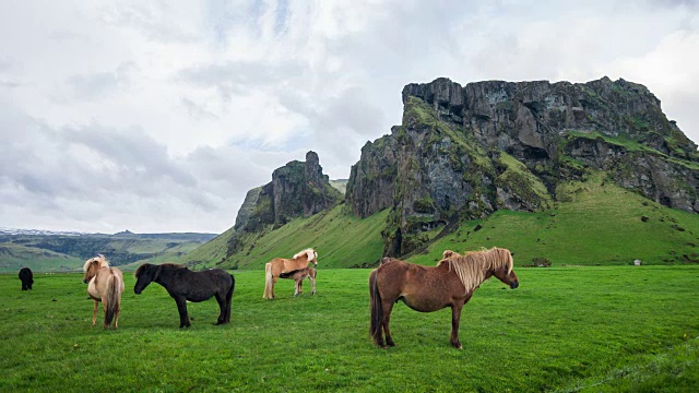 在牧场上吃草的冰岛马视频素材