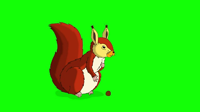红松鼠坐着吃坚果。浓度视频素材