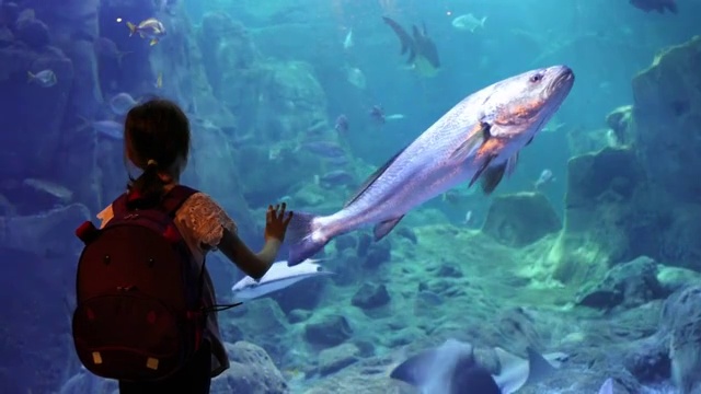 可爱的小女孩在看大水族馆里的鱼视频素材