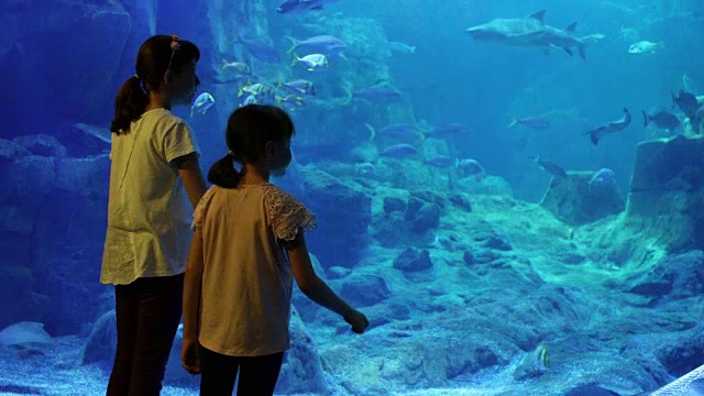 孩子们在一个大水族馆里看鱼视频素材