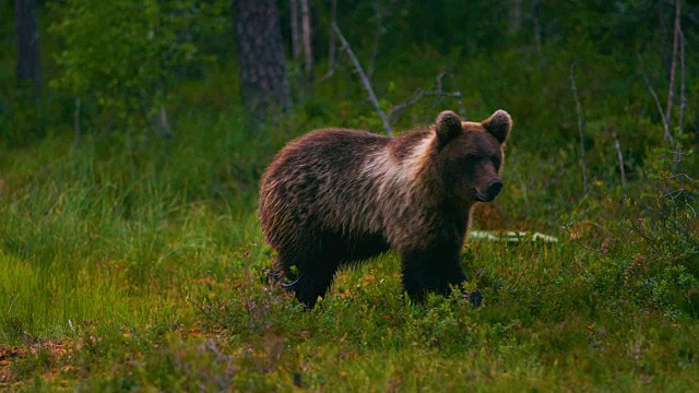 小棕熊在森林里自由行走寻找食物视频素材