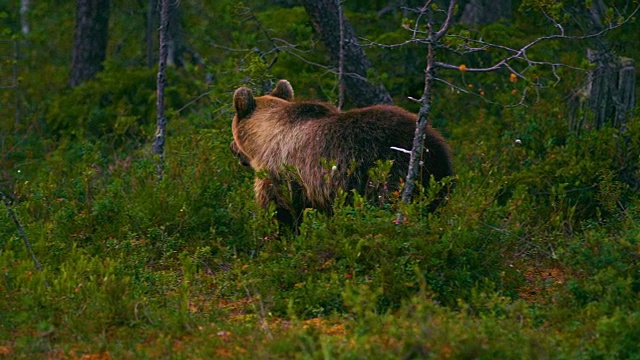 小棕熊在森林里自由行走寻找食物视频素材