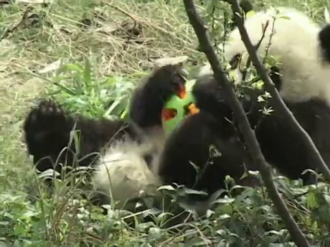 MS，大熊猫(Ailuropodia melanoleuca)玩塑料球，成都，四川，中国视频素材