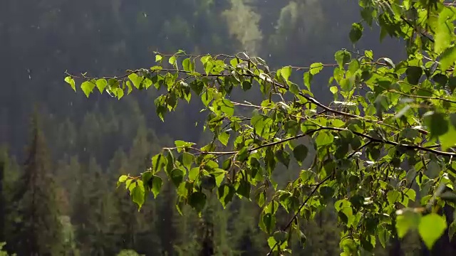 在山间松林下大雨时，重点关注桦树视频素材