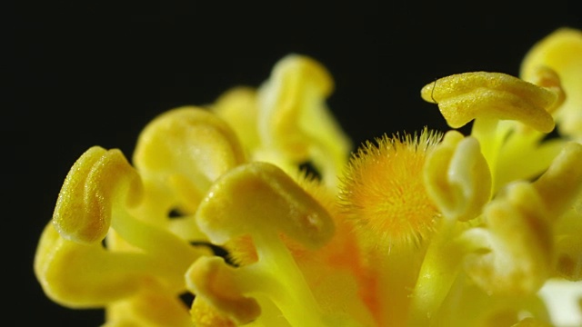 芙蓉花的花粉随着时间流逝而出现视频下载