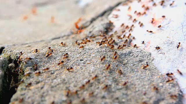 忙碌的黑蚂蚁在地板上行走视频下载