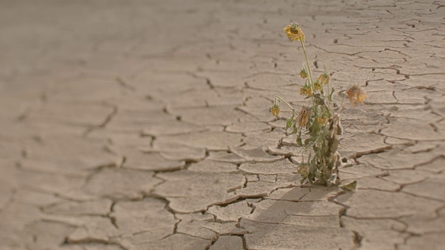 一种孤独的开花植物在干燥的沙漠中枯萎。视频下载