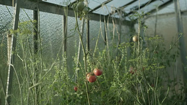 温室里种满了番茄视频素材