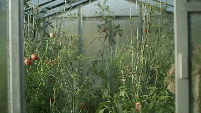 温室里种满了番茄视频素材