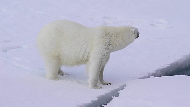 北极熊在冰上行走。视频素材