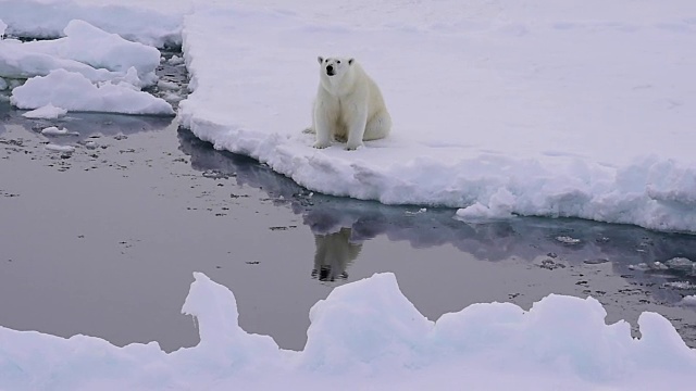 北极熊在冰上视频素材