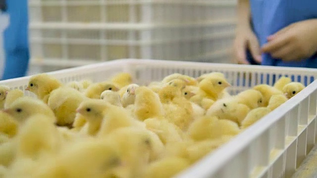 农民在家禽中分拣小鸡。农业产业。视频素材