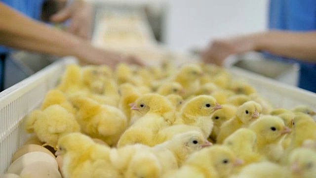 家禽工作人员在家禽传送带给雏鸡分类。农业产业。视频素材