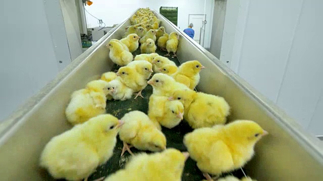 小鸡孵家禽。工业农场，传送带上新生的可爱小鸡。视频素材