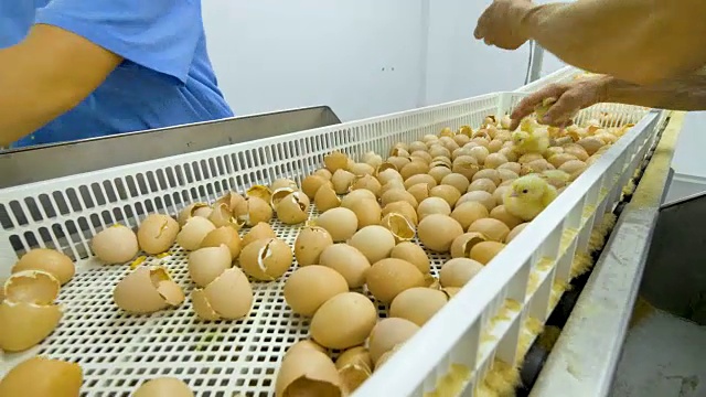 家禽分拣小鸡的工人。可爱的小鸡在家禽农场，家禽传送带。4 k。视频素材