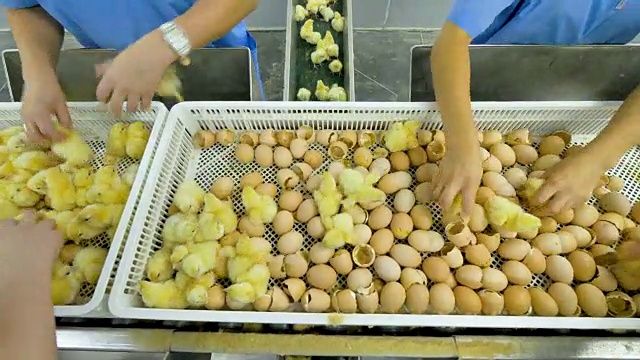 农业产业。工厂里给小鸡分拣的家禽工人。视频素材