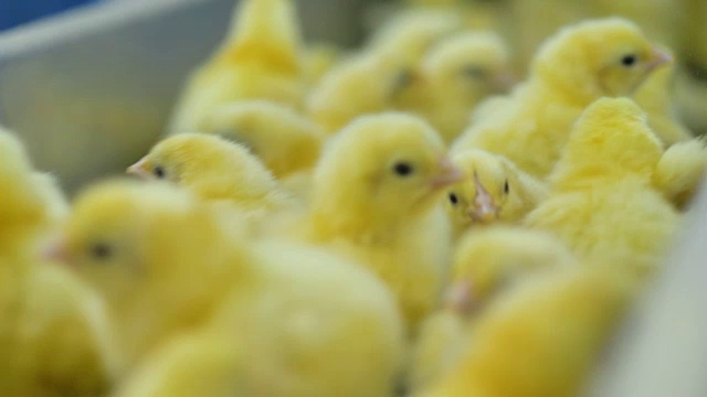 在家禽饲养场，许多可爱的小鸡在家禽传送带上移动。4 k。视频素材