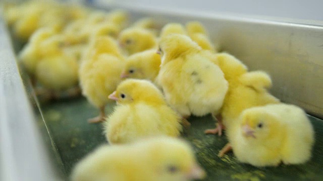 很多新生的小鸡在家禽传送带上移动。4 k。视频素材