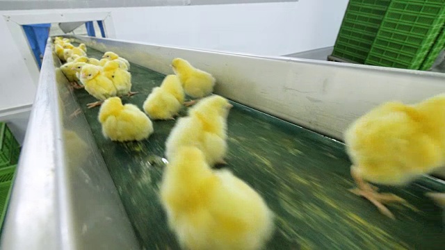 可爱可爱的小鸡在家禽传送带上移动。视频素材