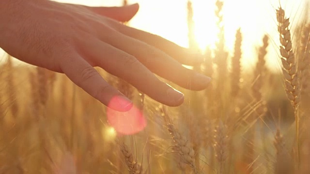 慢动作男人的手抚摸成熟的金色小麦植物在华丽的日落视频下载