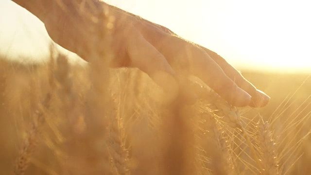 慢镜头男人的手触摸成熟的金色小麦在美丽的日落视频素材