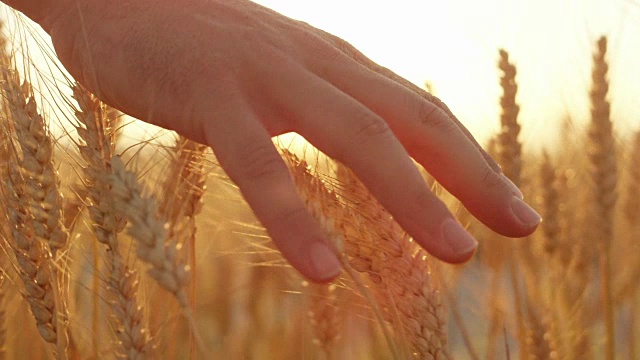 慢镜头:日出时，男子的手穿过成熟的金色小麦视频素材