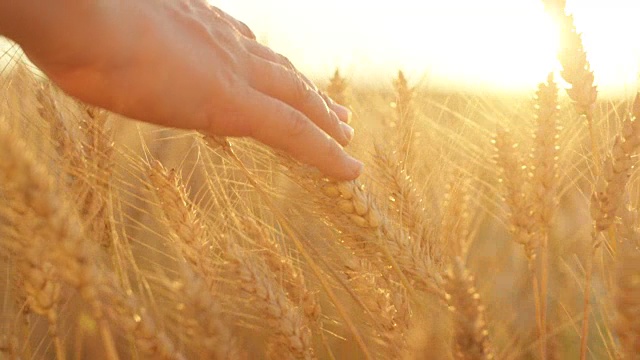 慢镜头:在美丽的夕阳下，手穿过干燥的金黄色的小麦植株视频素材
