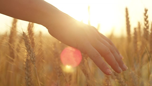 慢镜头:在美丽的夕阳下，女性的手触摸着干燥的金色小麦视频素材