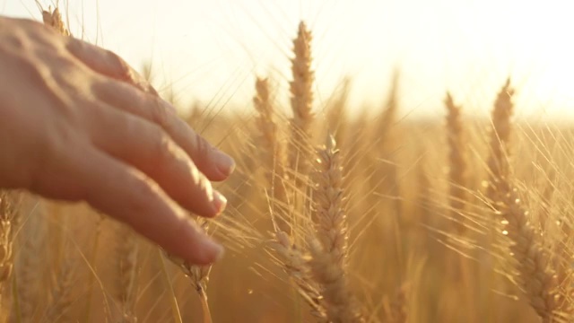 慢镜头:在美丽的日落下，女人的手触摸着干燥的金色小麦视频素材