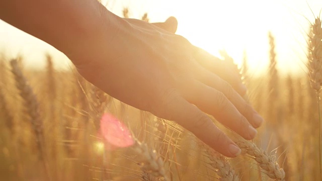 慢镜头:在美丽的日出中，女人的手触摸着干燥的金色小麦视频素材
