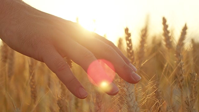 慢镜头男人的手抚摸成熟的黄色小麦植物在惊人的金色黄昏视频素材