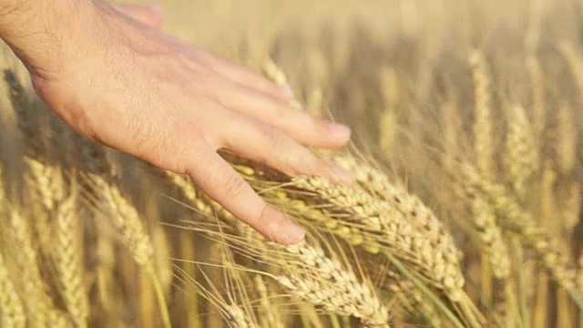 DOF:托斯卡纳日落时，不认识的人的手抚摸着金色的小麦头视频素材