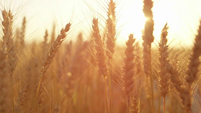 近距离观察，DOF:日落时分，在广阔的金色农田上，美丽的黄色小麦穗视频素材