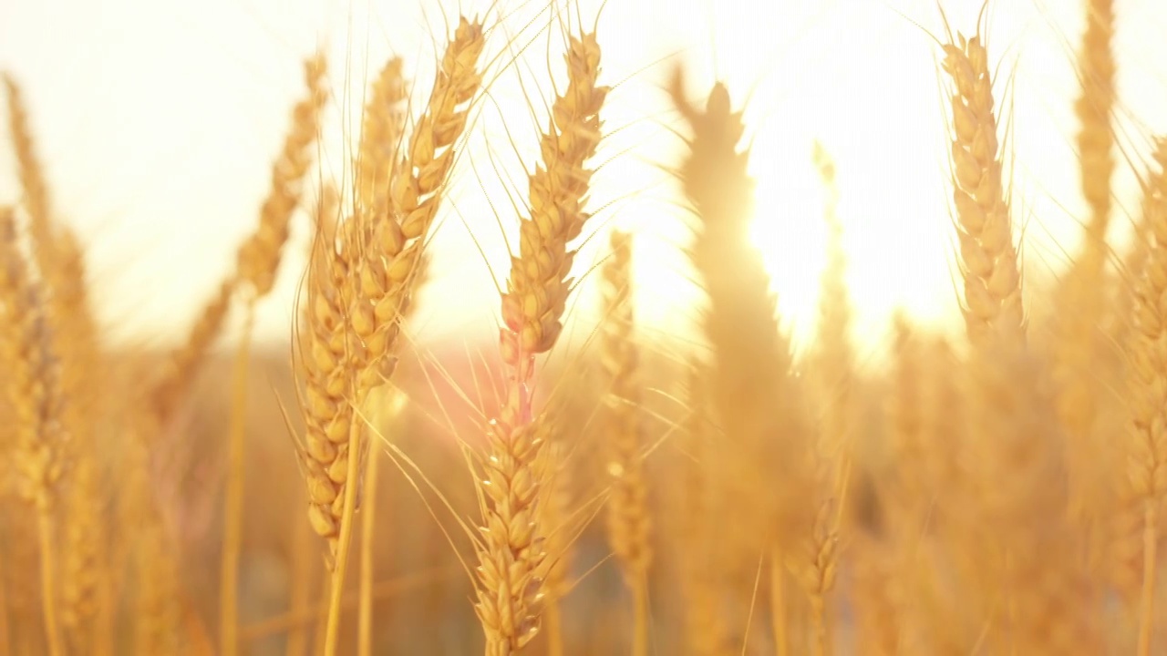 特写:在金色的夕阳下，麦田里干燥的麦穗上的成熟种子的细节视频素材
