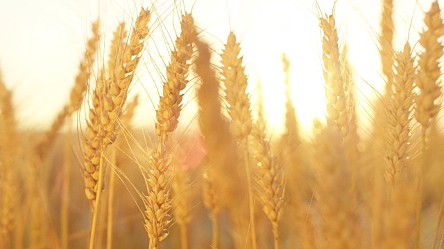 在神奇的金色日落的黄色田野上，成熟的小麦作物的近距离细节视频素材