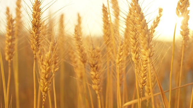 近距离细节干燥的小麦作物在黄色的田野在神奇的金色日出视频素材