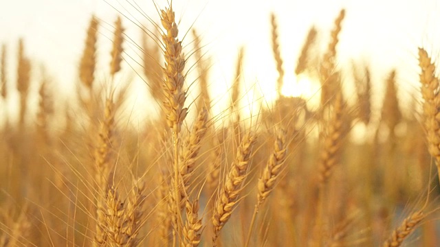 近距离观察美丽的干旱小麦作物在金色的夕阳下生长在广阔的黄色田野上视频素材