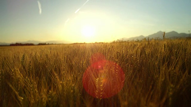 近距离拍摄田园诗般的乡村，金色的夕阳下，美丽的黄色麦田视频素材