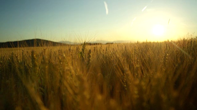 近距离观察田园诗般的自然中令人惊叹的黄色麦田，金色的日出视频素材