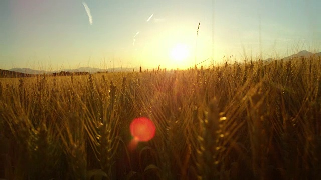 近距离观察令人惊叹的黄色麦田在田园诗般的托斯卡纳风景日落视频素材
