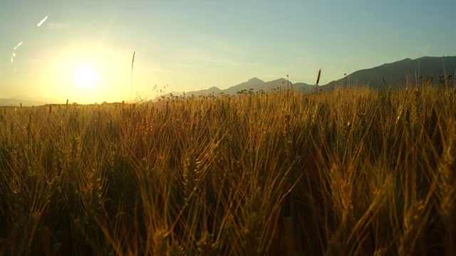 在阳光明媚的夜晚，田园诗般的自然中令人惊叹的黄色麦田视频素材